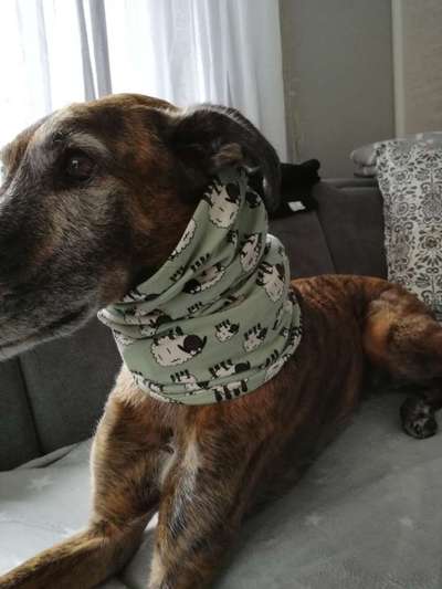 Windhunde - Treffen der besonderen Schönheiten
HERZLICH WILLKOMMEN-Beitrag-Bild