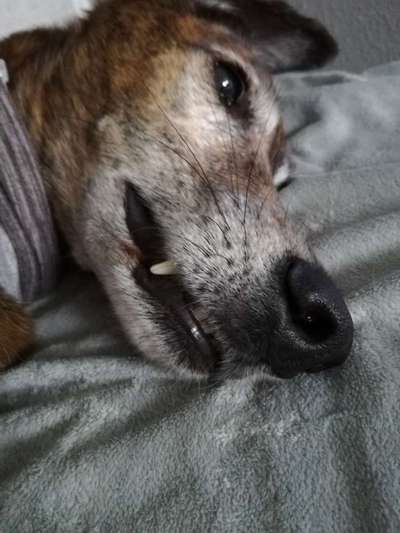 Windhunde - Treffen der besonderen Schönheiten
HERZLICH WILLKOMMEN-Beitrag-Bild