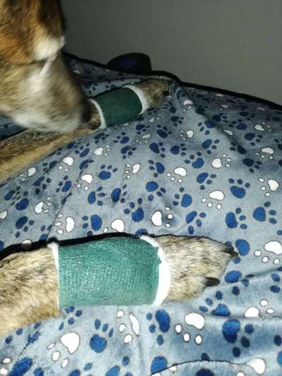 Windhunde - Treffen der besonderen Schönheiten
HERZLICH WILLKOMMEN-Beitrag-Bild