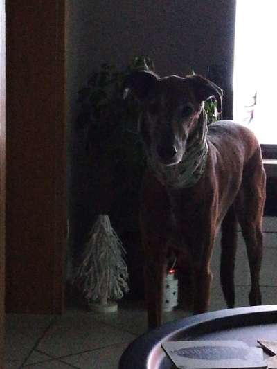 Windhunde - Treffen der besonderen Schönheiten
HERZLICH WILLKOMMEN-Beitrag-Bild