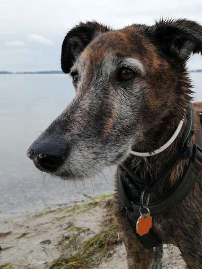 Windhunde - Treffen der besonderen Schönheiten
HERZLICH WILLKOMMEN-Beitrag-Bild