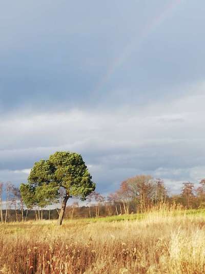 Windhunde - Treffen der besonderen Schönheiten
HERZLICH WILLKOMMEN-Beitrag-Bild
