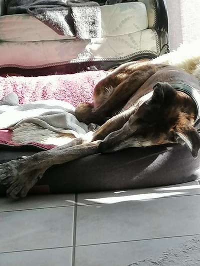 Windhunde - Treffen der besonderen Schönheiten
HERZLICH WILLKOMMEN-Beitrag-Bild