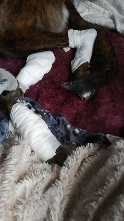 Windhunde - Treffen der besonderen Schönheiten
HERZLICH WILLKOMMEN-Beitrag-Bild