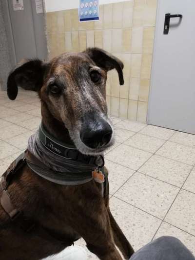 Windhunde - Treffen der besonderen Schönheiten
HERZLICH WILLKOMMEN-Beitrag-Bild