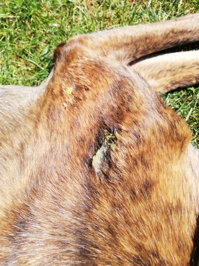 Windhunde - Treffen der besonderen Schönheiten
HERZLICH WILLKOMMEN-Beitrag-Bild