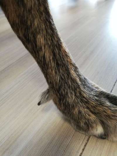 Windhunde - Treffen der besonderen Schönheiten
HERZLICH WILLKOMMEN-Beitrag-Bild