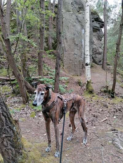 Windhunde - Treffen der besonderen Schönheiten
HERZLICH WILLKOMMEN-Beitrag-Bild