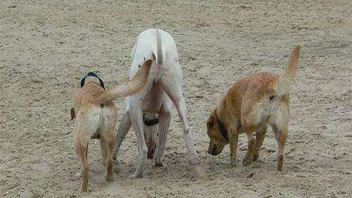 Der Gewichts-Thread-Beitrag-Bild