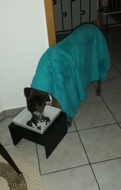 Windhunde - Treffen der besonderen Schönheiten
HERZLICH WILLKOMMEN-Beitrag-Bild