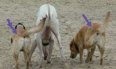 Windhunde - Treffen der besonderen Schönheiten
HERZLICH WILLKOMMEN-Beitrag-Bild