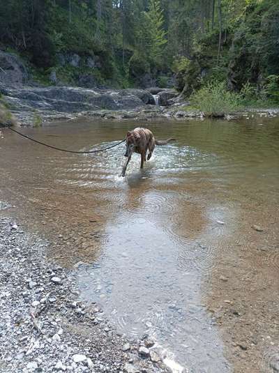 Windhunde - Treffen der besonderen Schönheiten
HERZLICH WILLKOMMEN-Beitrag-Bild