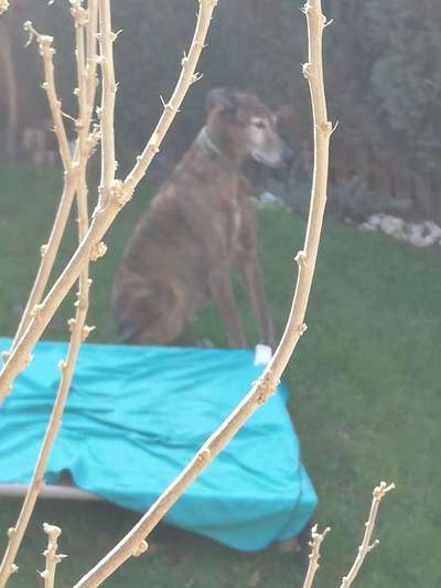 Windhunde - Treffen der besonderen Schönheiten
HERZLICH WILLKOMMEN-Beitrag-Bild