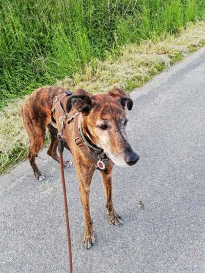 Windhunde - Treffen der besonderen Schönheiten
HERZLICH WILLKOMMEN-Beitrag-Bild