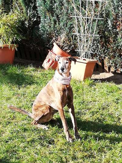 Windhunde - Treffen der besonderen Schönheiten
HERZLICH WILLKOMMEN-Beitrag-Bild