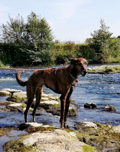 Windhunde - Treffen der besonderen Schönheiten
HERZLICH WILLKOMMEN-Beitrag-Bild
