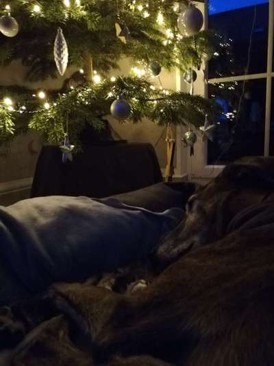 Windhunde - Treffen der besonderen Schönheiten
HERZLICH WILLKOMMEN-Beitrag-Bild