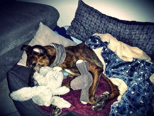 Windhunde - Treffen der besonderen Schönheiten
HERZLICH WILLKOMMEN-Beitrag-Bild