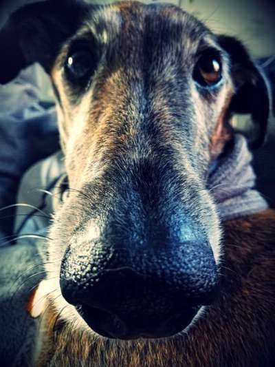 Windhunde - Treffen der besonderen Schönheiten
HERZLICH WILLKOMMEN-Beitrag-Bild