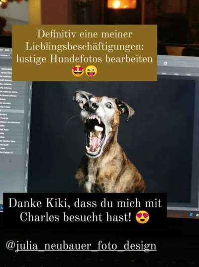 Windhunde - Treffen der besonderen Schönheiten
HERZLICH WILLKOMMEN-Beitrag-Bild