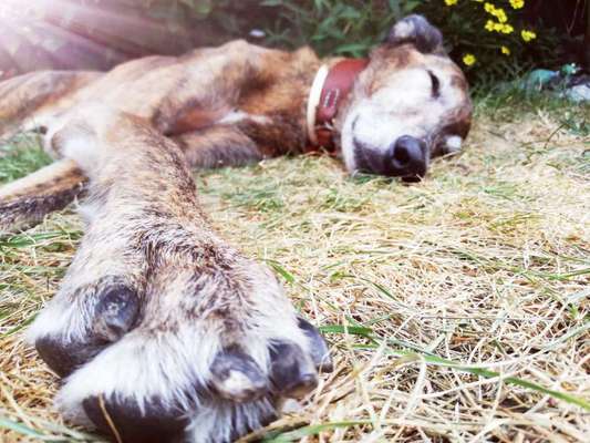 Windhunde - Treffen der besonderen Schönheiten
HERZLICH WILLKOMMEN-Beitrag-Bild