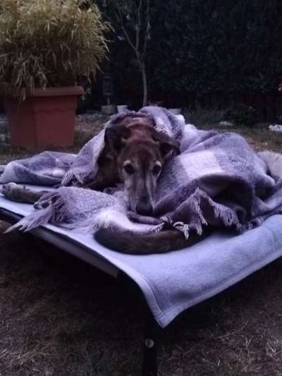 Windhunde - Treffen der besonderen Schönheiten
HERZLICH WILLKOMMEN-Beitrag-Bild