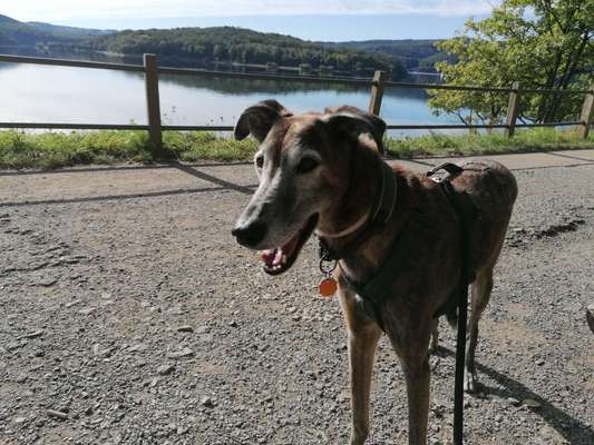 Windhunde - Treffen der besonderen Schönheiten
HERZLICH WILLKOMMEN-Beitrag-Bild