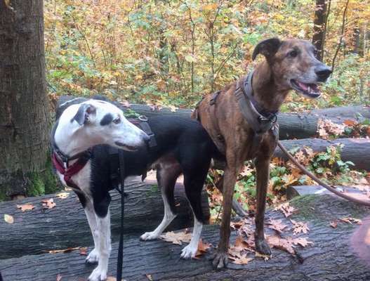 Windhunde - Treffen der besonderen Schönheiten
HERZLICH WILLKOMMEN-Beitrag-Bild