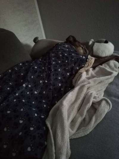 Windhunde - Treffen der besonderen Schönheiten
HERZLICH WILLKOMMEN-Beitrag-Bild