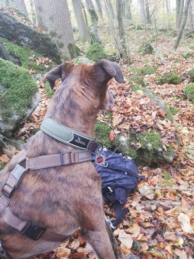 Windhunde - Treffen der besonderen Schönheiten
HERZLICH WILLKOMMEN-Beitrag-Bild