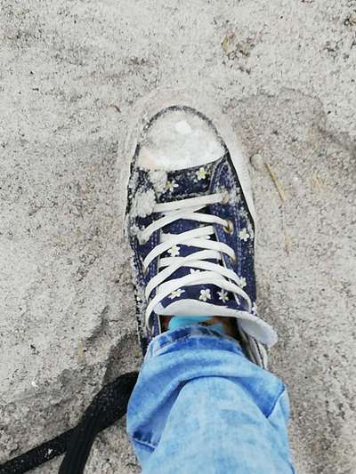 Windhunde - Treffen der besonderen Schönheiten
HERZLICH WILLKOMMEN-Beitrag-Bild