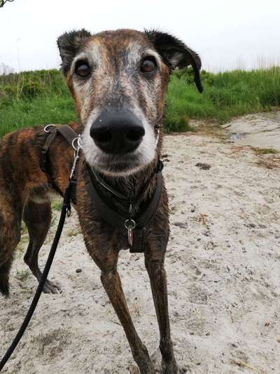 Mischlinge raten - Rätselspaß-Beitrag-Bild