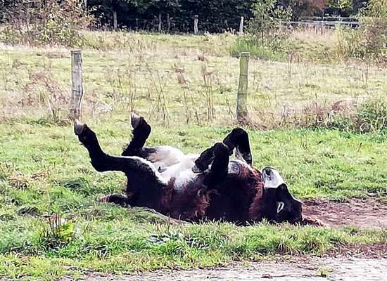 Windhunde - Treffen der besonderen Schönheiten
HERZLICH WILLKOMMEN-Beitrag-Bild