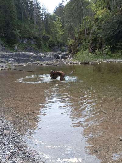 Windhunde - Treffen der besonderen Schönheiten
HERZLICH WILLKOMMEN-Beitrag-Bild