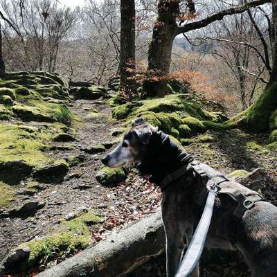 Windhunde - Treffen der besonderen Schönheiten
HERZLICH WILLKOMMEN-Beitrag-Bild