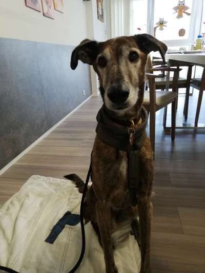 Mischlinge - wo habt Ihr Eure gefunden?-Beitrag-Bild