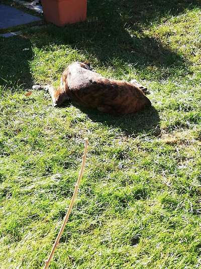 Windhunde - Treffen der besonderen Schönheiten
HERZLICH WILLKOMMEN-Beitrag-Bild