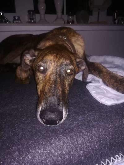 Windhunde - Treffen der besonderen Schönheiten
HERZLICH WILLKOMMEN-Beitrag-Bild