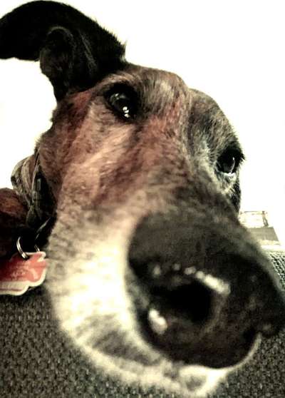 Zeigt mir die tollste Nahaufnahme von eurer Fellnase-Beitrag-Bild