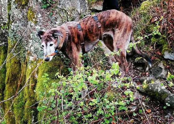 Windhunde - Treffen der besonderen Schönheiten
HERZLICH WILLKOMMEN-Beitrag-Bild