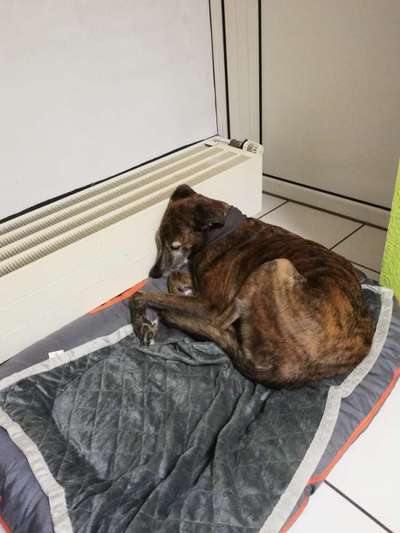 Windhunde - Treffen der besonderen Schönheiten
HERZLICH WILLKOMMEN-Beitrag-Bild