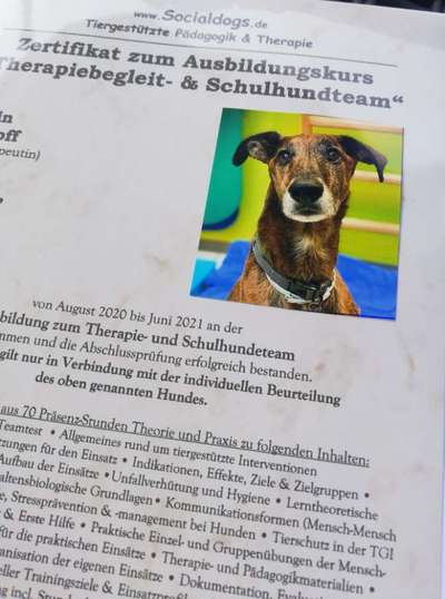 Windhunde - Treffen der besonderen Schönheiten
HERZLICH WILLKOMMEN-Beitrag-Bild