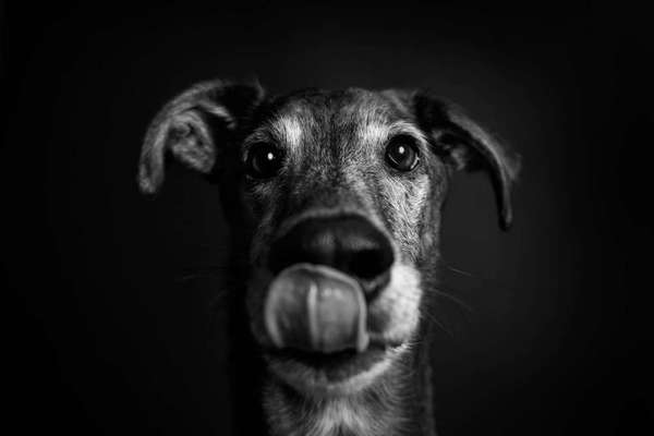 Windhunde - Treffen der besonderen Schönheiten
HERZLICH WILLKOMMEN-Beitrag-Bild