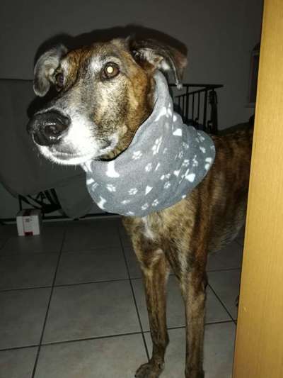 Windhunde - Treffen der besonderen Schönheiten
HERZLICH WILLKOMMEN-Beitrag-Bild