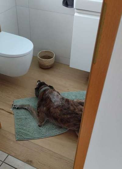 Windhunde - Treffen der besonderen Schönheiten
HERZLICH WILLKOMMEN-Beitrag-Bild