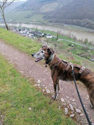 Windhunde - Treffen der besonderen Schönheiten
HERZLICH WILLKOMMEN-Beitrag-Bild