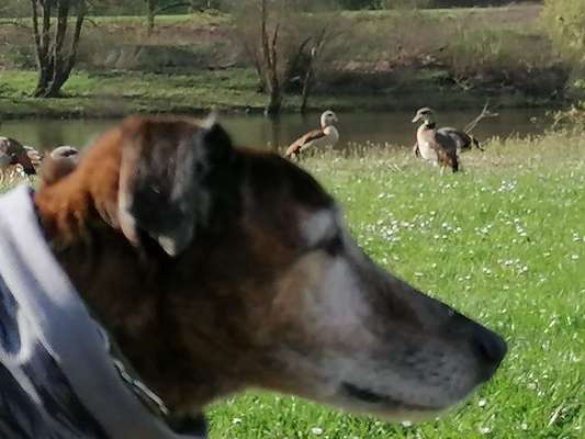 Windhunde - Treffen der besonderen Schönheiten
HERZLICH WILLKOMMEN-Beitrag-Bild