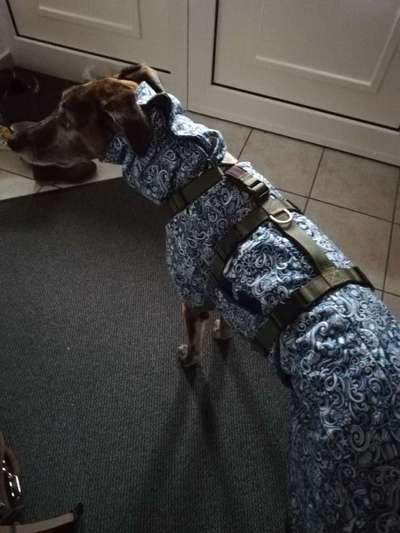 Windhunde - Treffen der besonderen Schönheiten
HERZLICH WILLKOMMEN-Beitrag-Bild