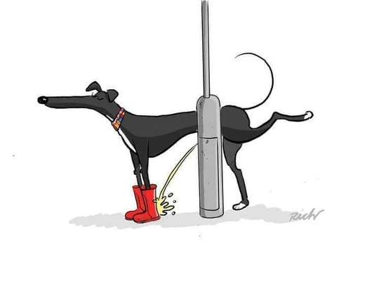 Windhunde - Treffen der besonderen Schönheiten
HERZLICH WILLKOMMEN-Beitrag-Bild