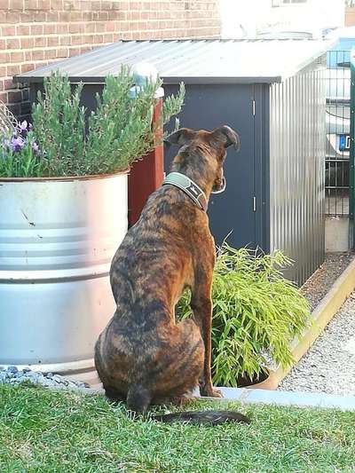 Der Gewichts-Thread-Beitrag-Bild